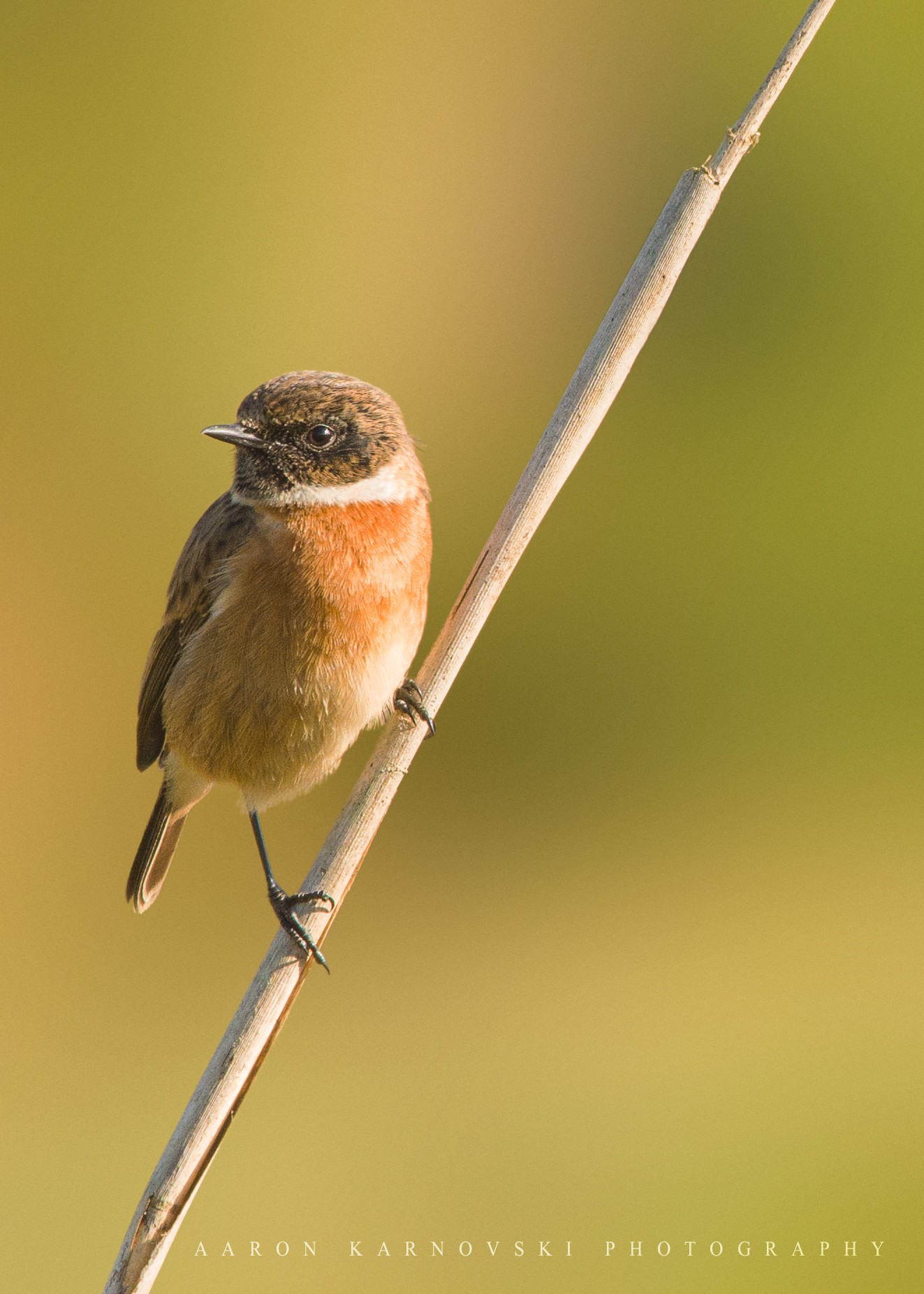 Male Stone Chat