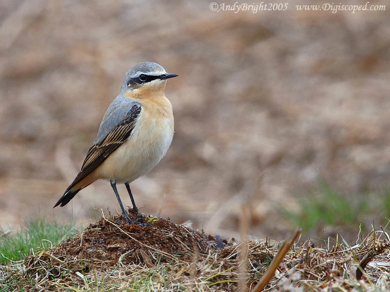 Male Wheatear