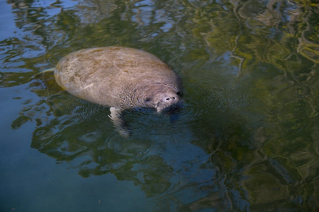 Manatee