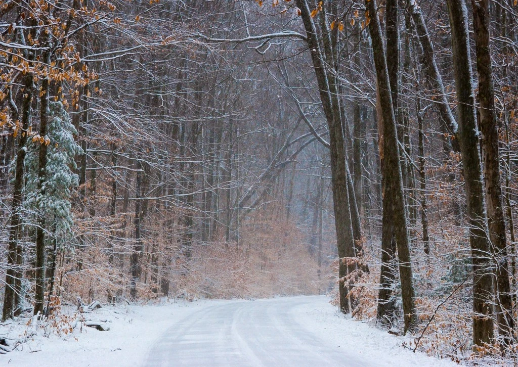 Maple Drive in Snow (D1H)