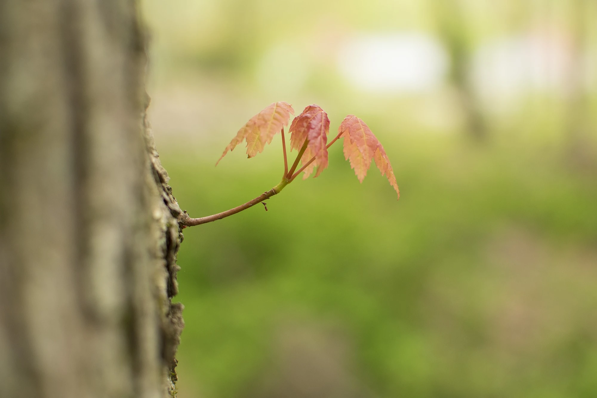 Maple sooc