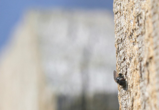 mar11photo08_-_Life_on_a_Fencepost