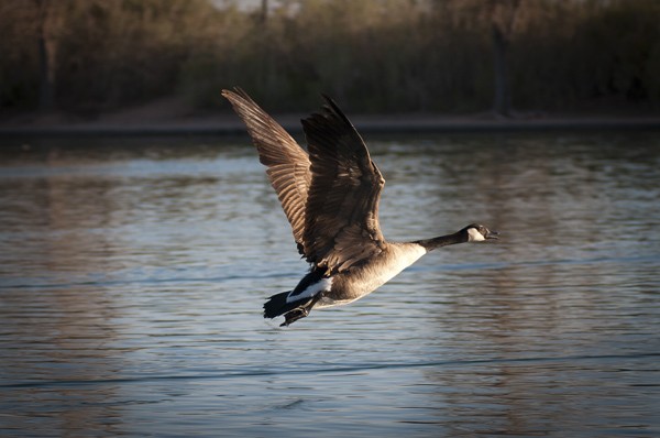 mar11photo18_-_Canadian_Goose