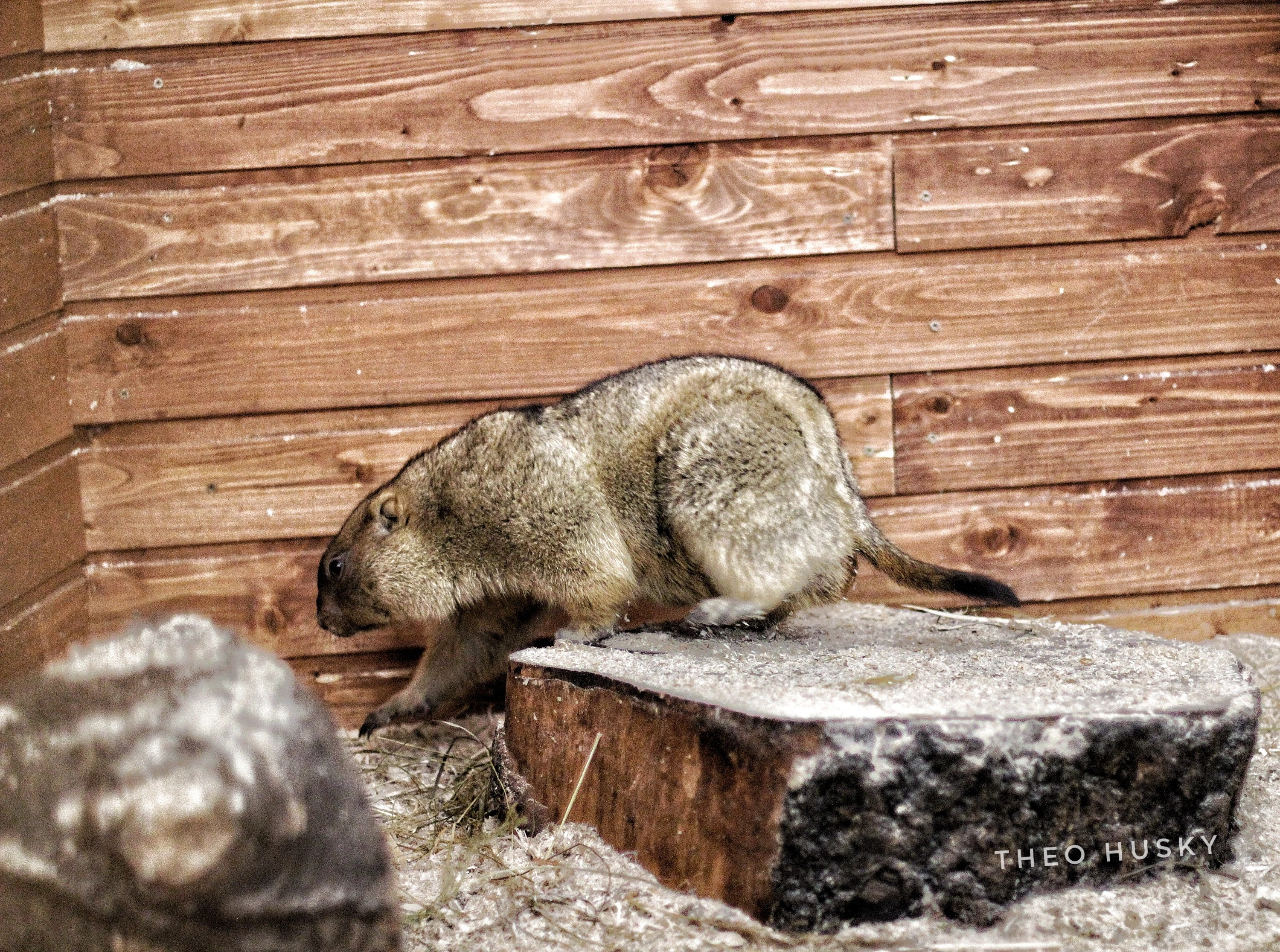 Marmot