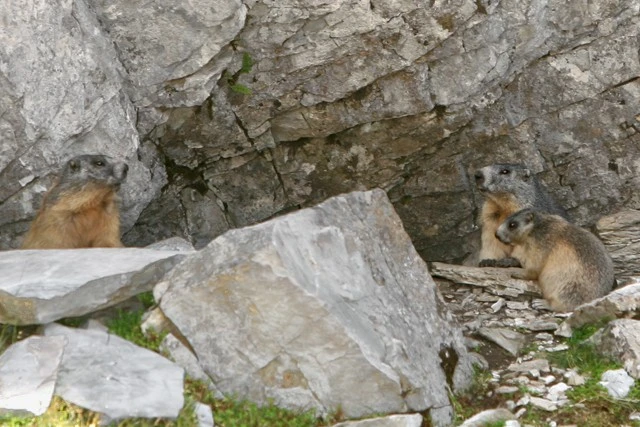 Marmots