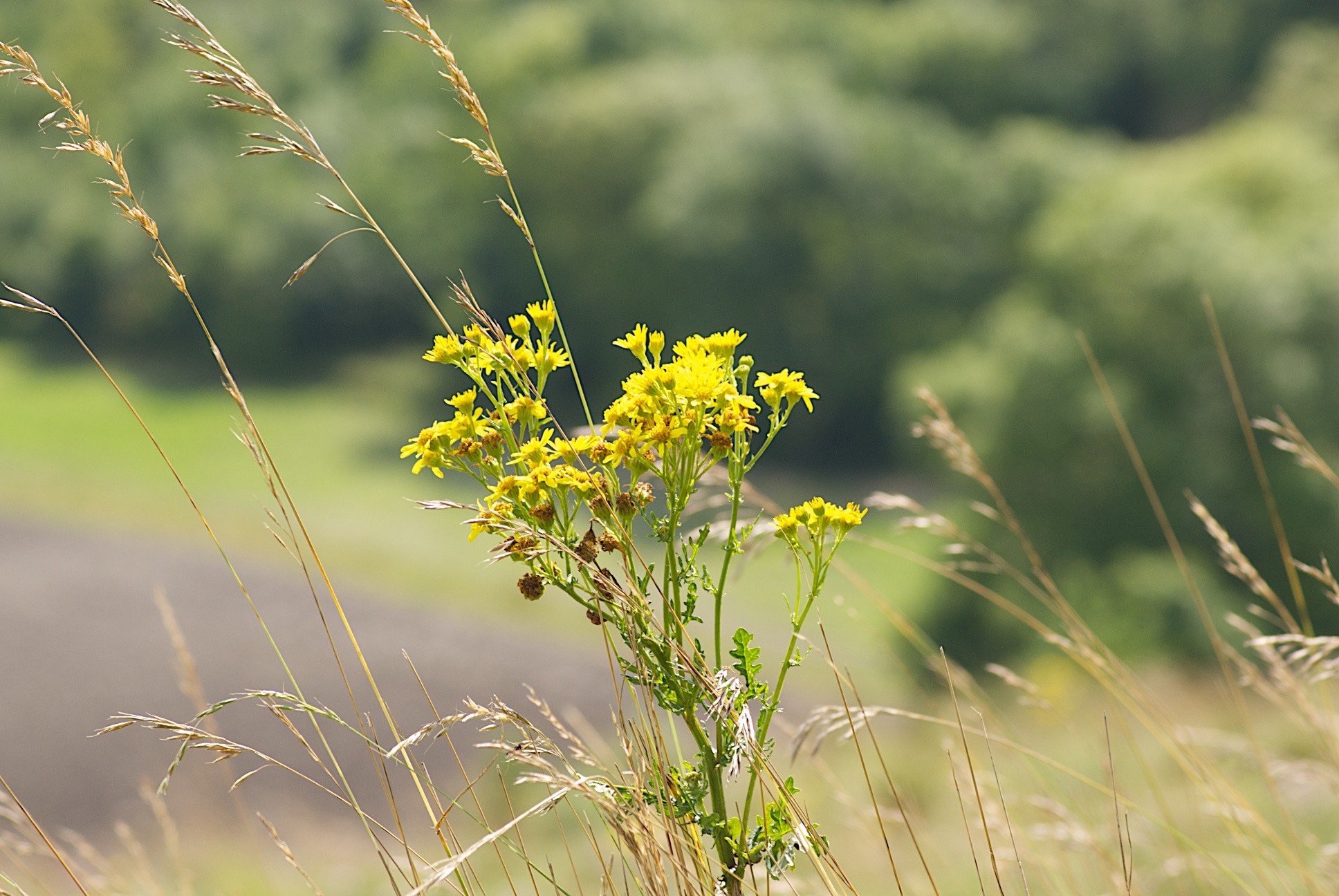 Martinsell Hill, Wiltshire, UK