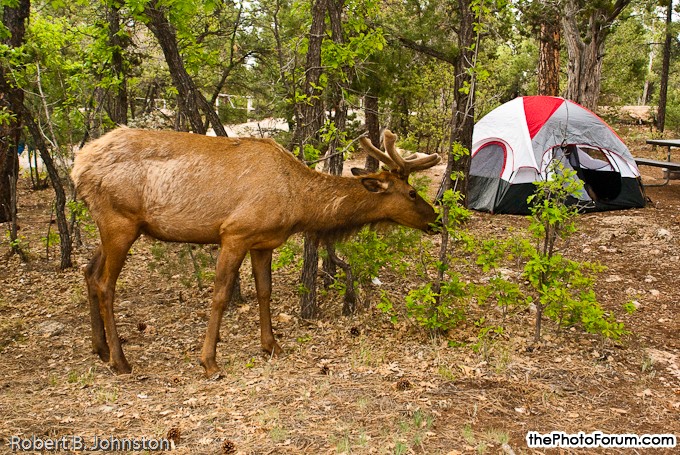 Mather Campground - Elk