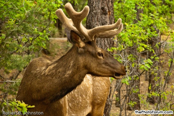 Mather Campground - Elk