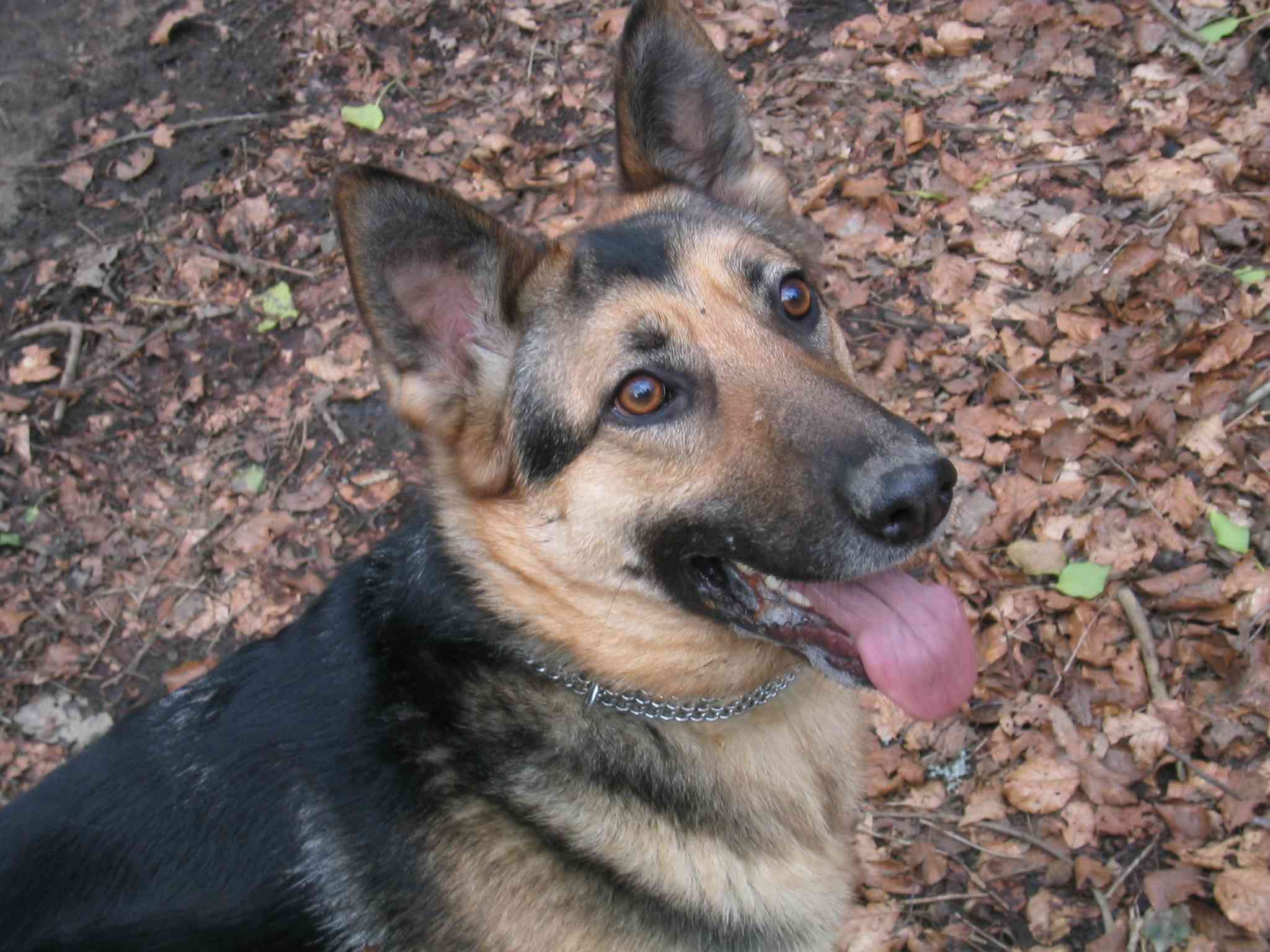 Max in the Lasgarn Wood