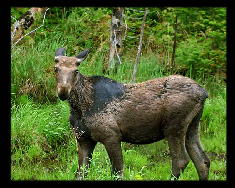 may07photo03-The Moose