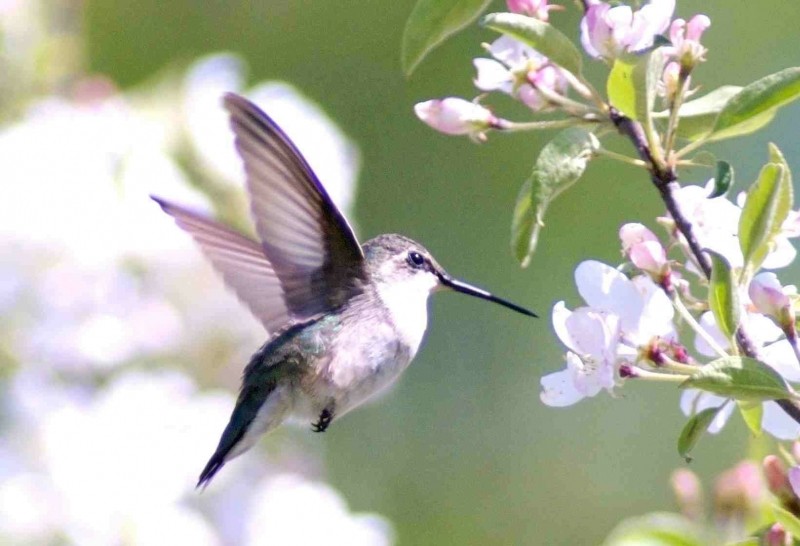 may07photo27-hummingbird five