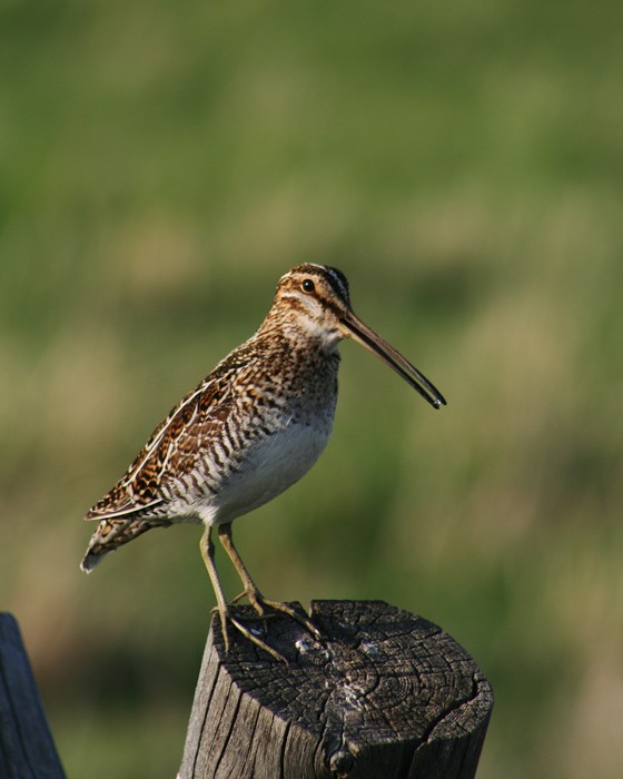 may07photo33-Snipe