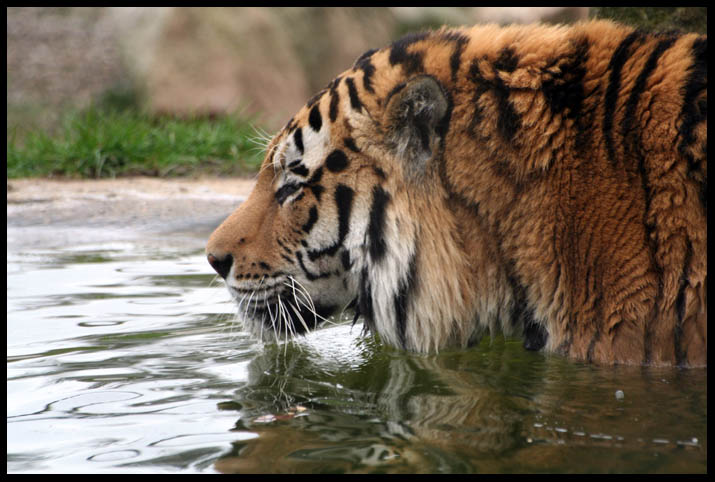 may07photo35-Wading Amur Tiger