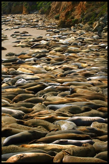 may07photo42-sunbathing seals