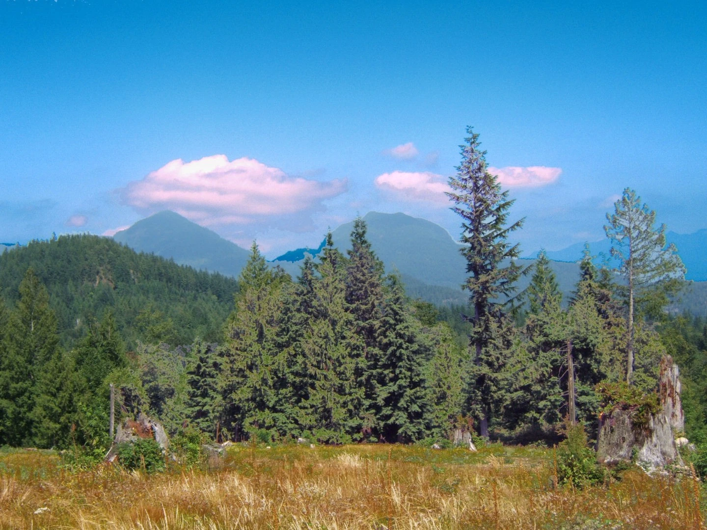 Meadow Edge