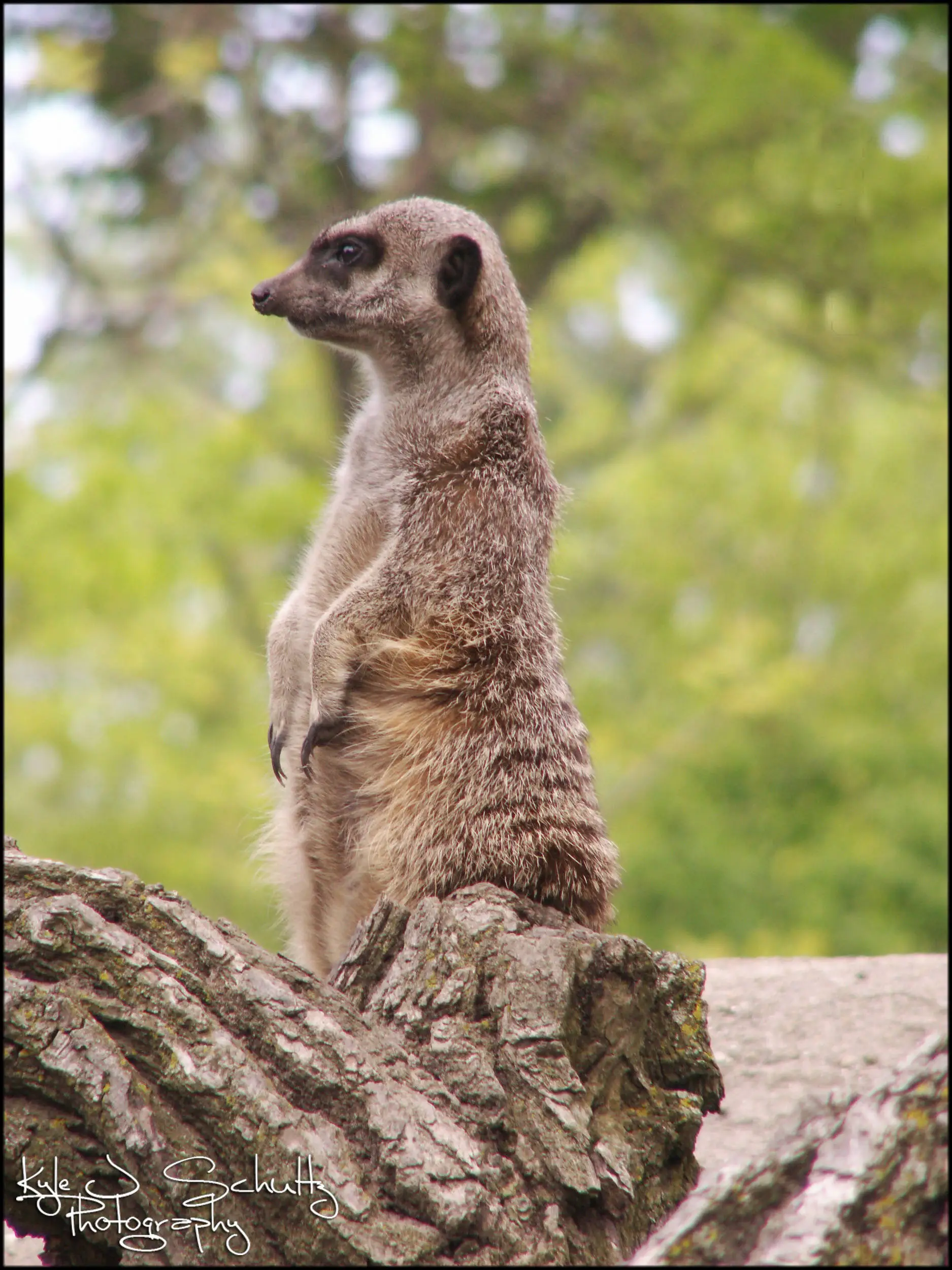 Meercat