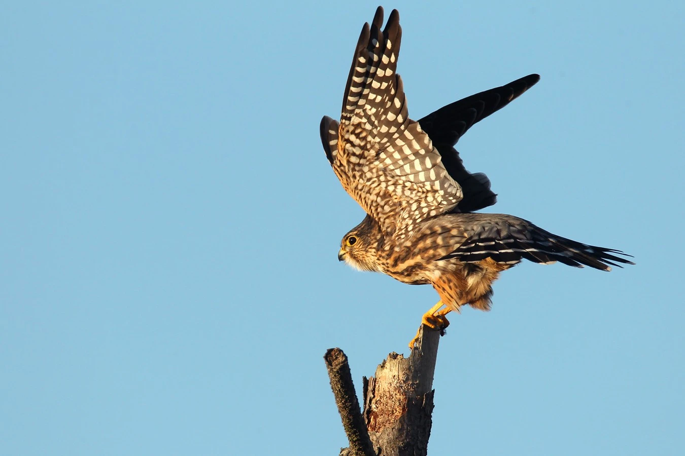 Merlin_ready_for_Flight_resize