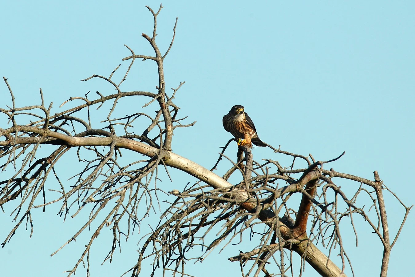 Merlin_with_Dragonfly_resize