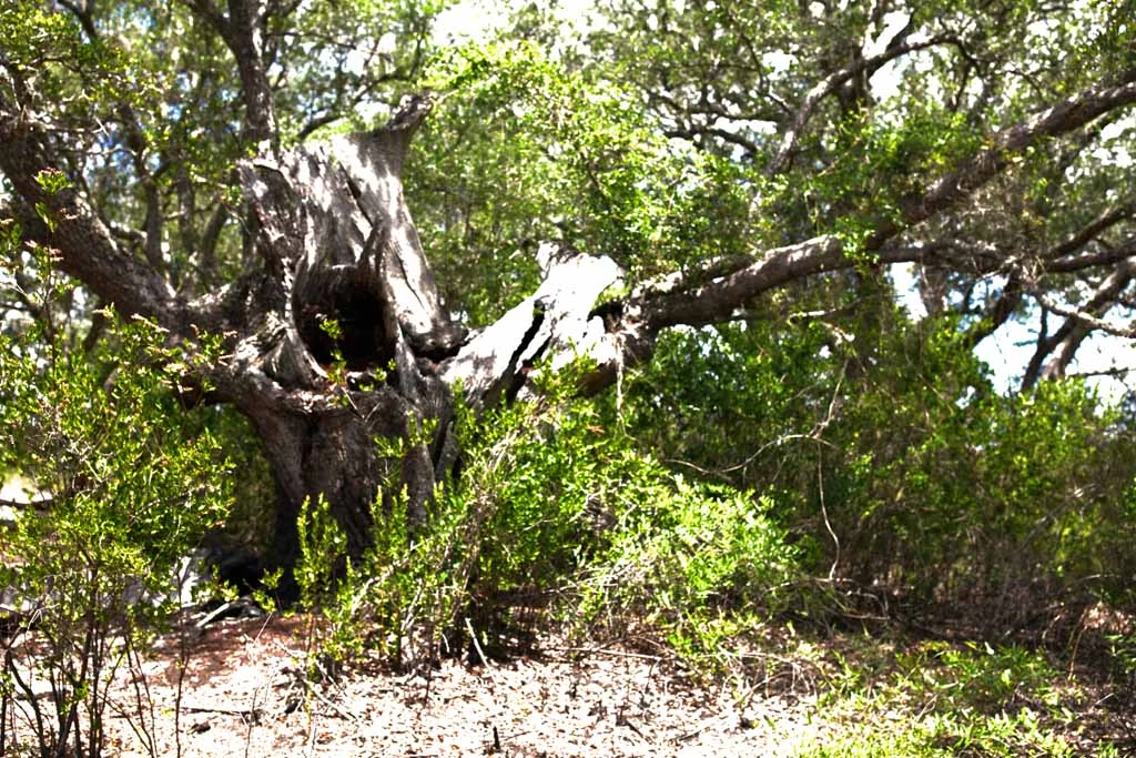 Mighty Oak