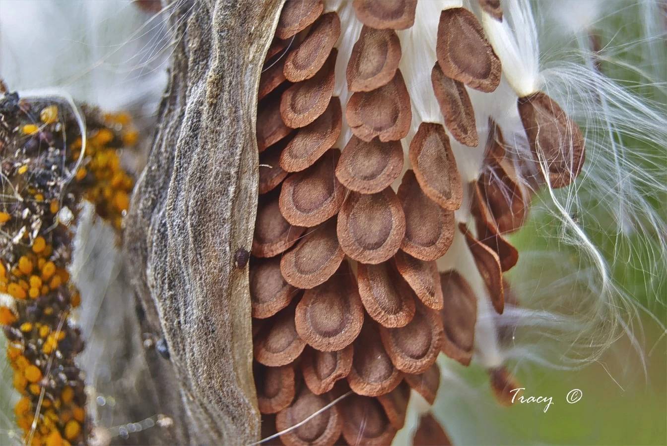 Milkweed Seeds