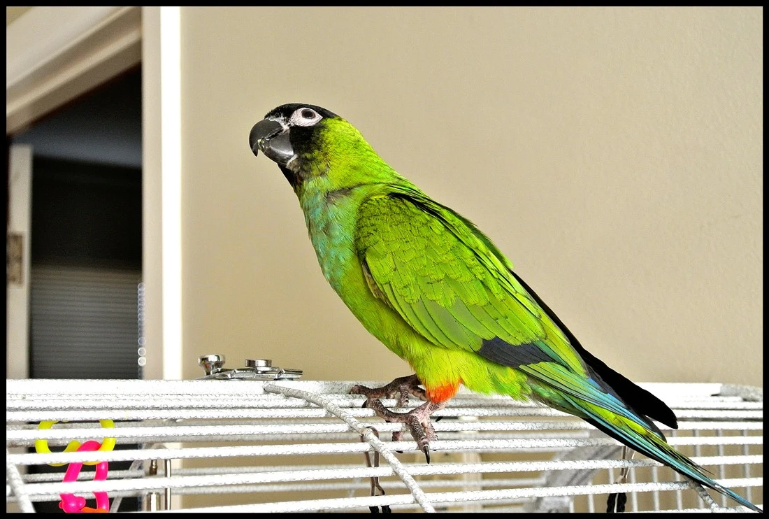 Mimi the Nanday Conure