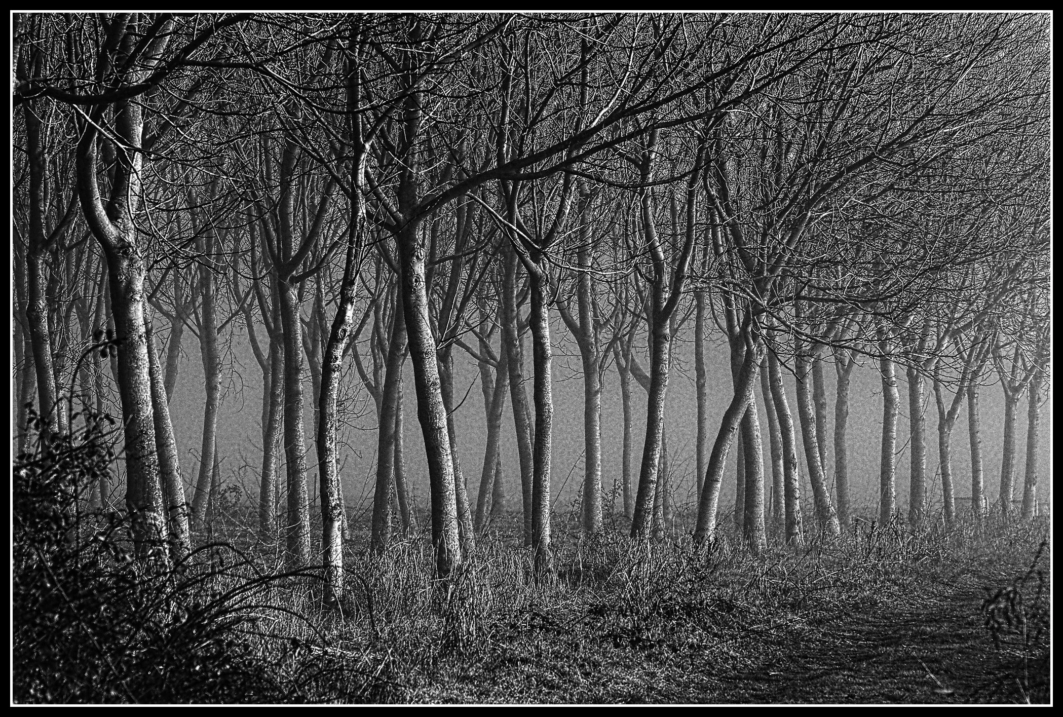 Misty wood