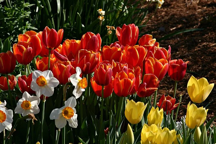 Mixed Colors