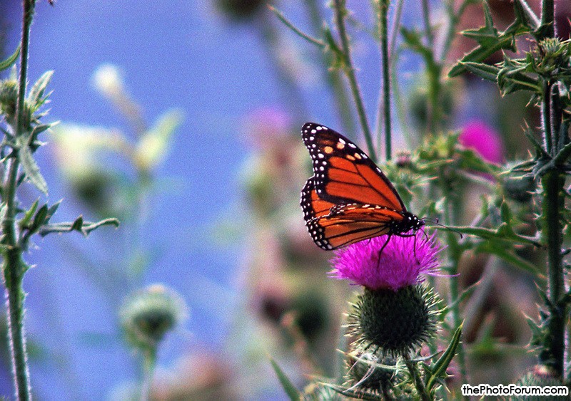 Monarch (Male)