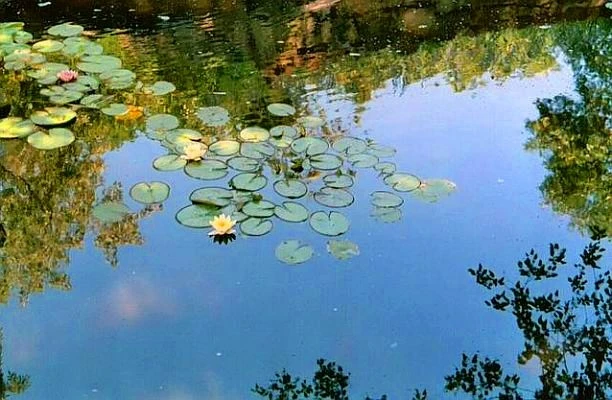 monet