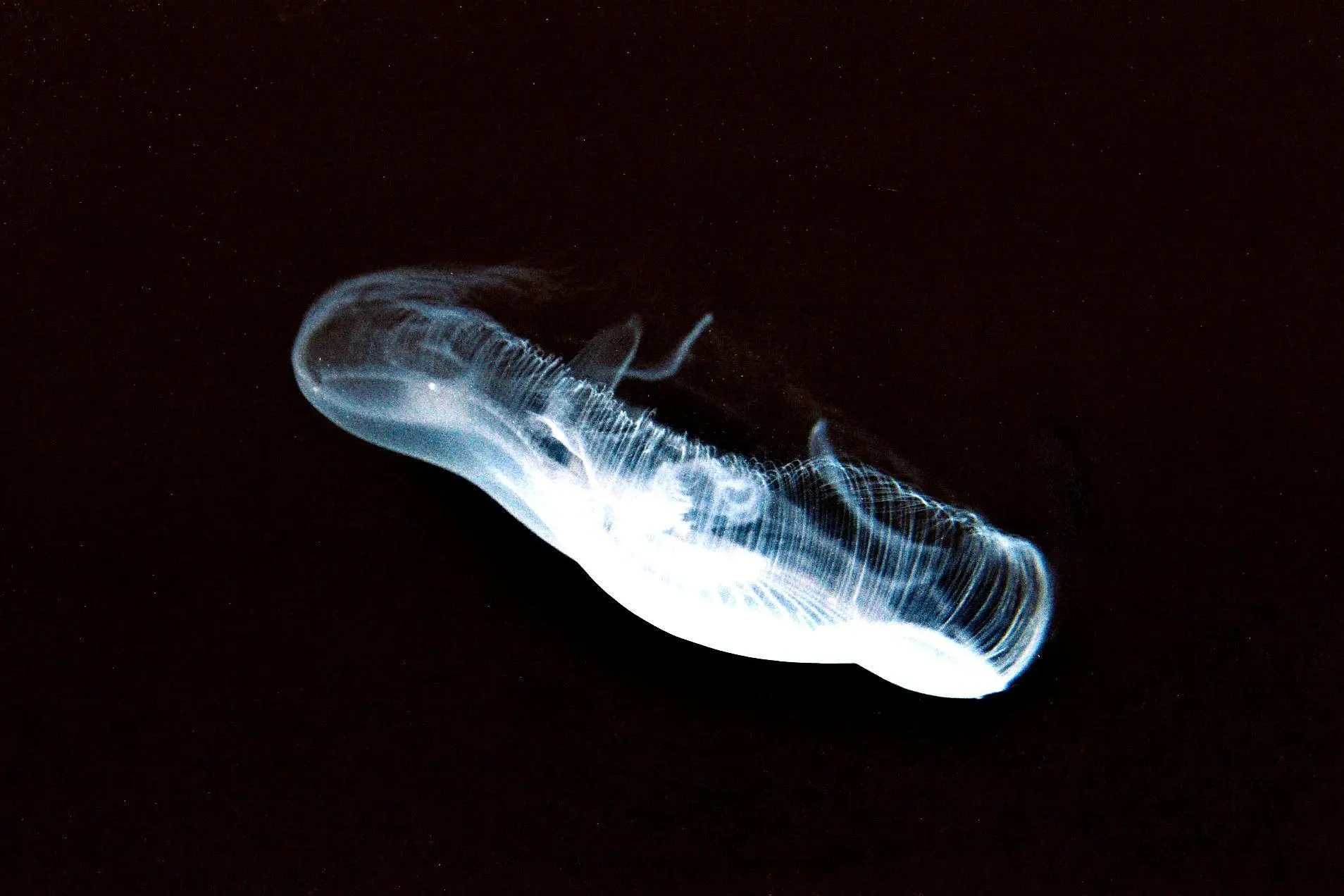 Moon Jelly