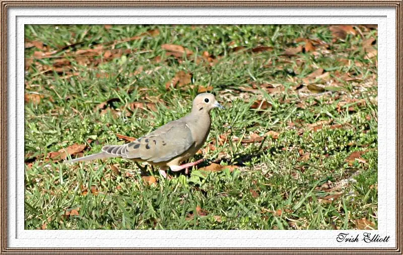 Morning Dove