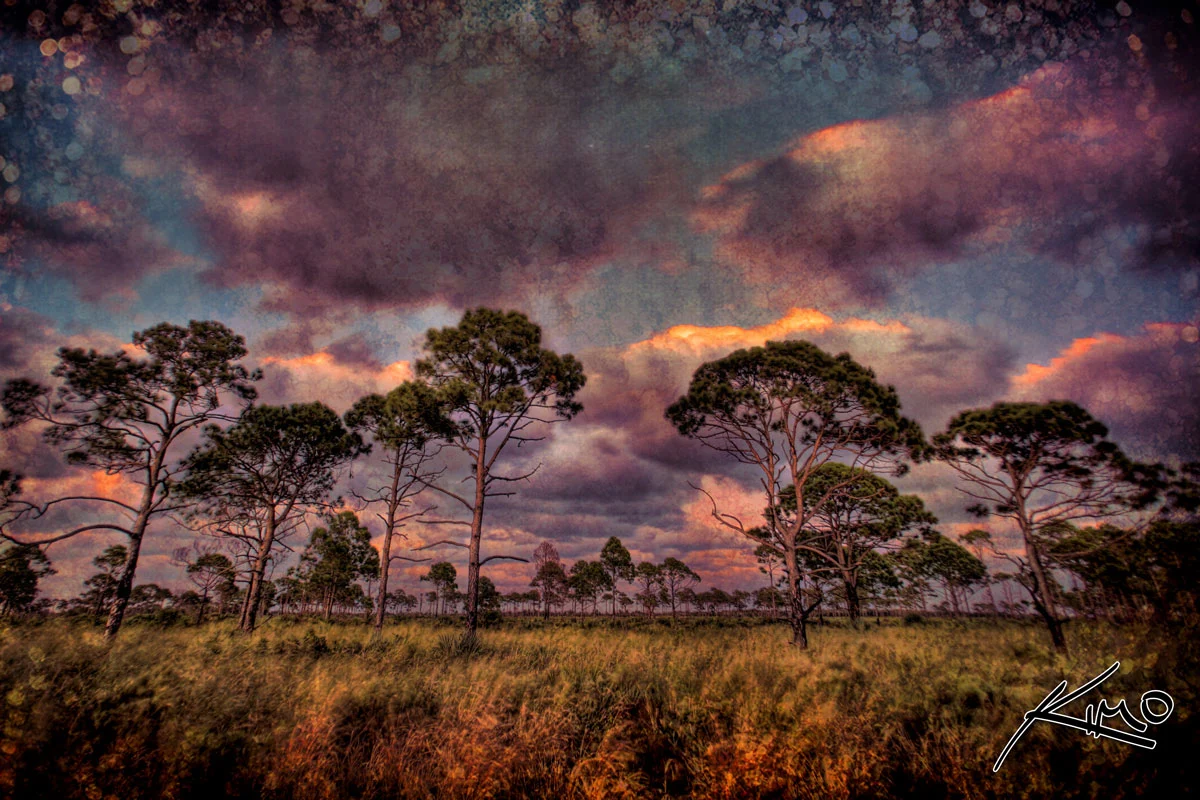 Mosquito Lagoon Pine Trees