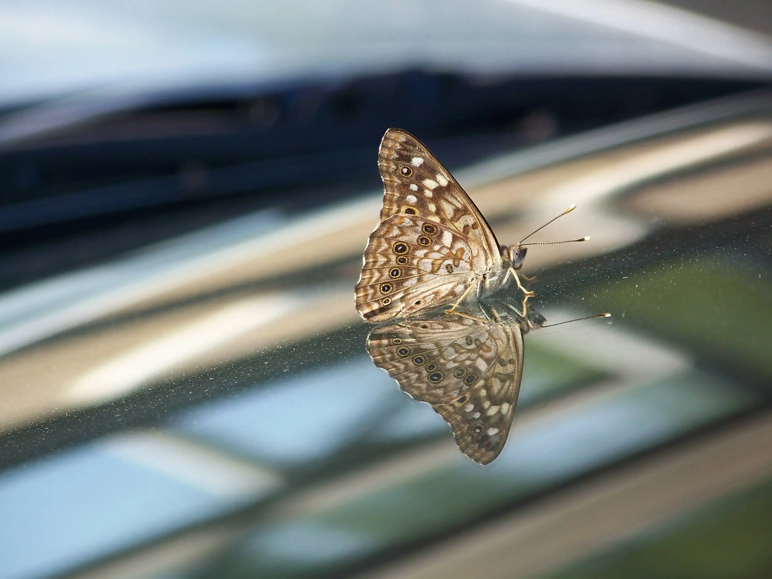 Moth On Windshield