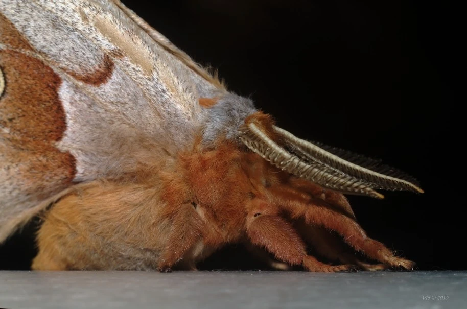 moth