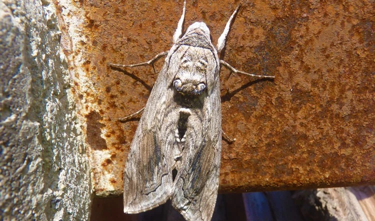 Moth