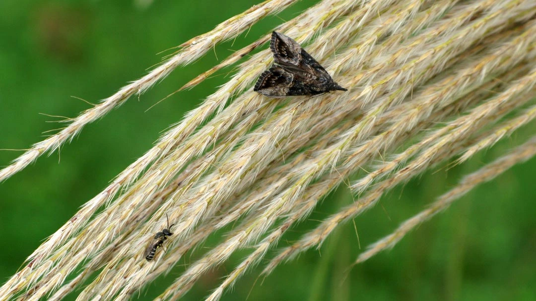 moth1