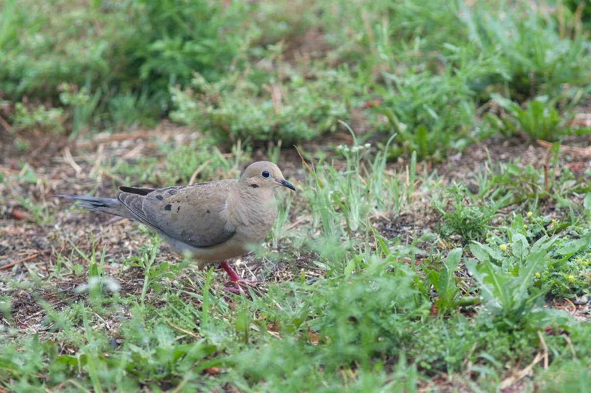 Mourningdove.webp