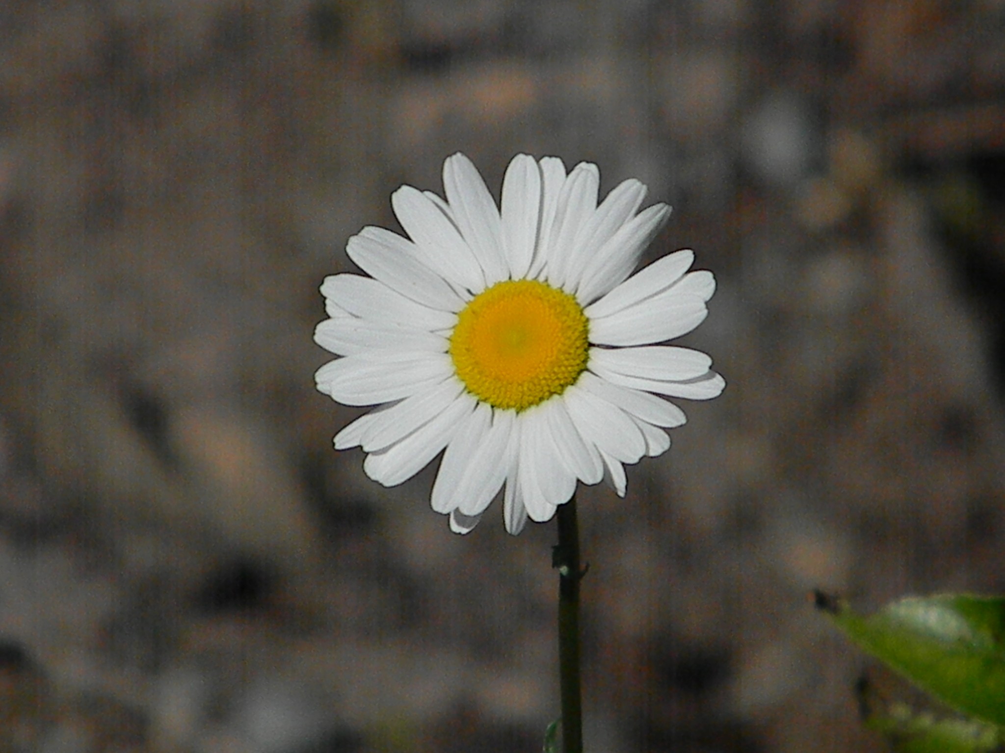 Moutain Daisy