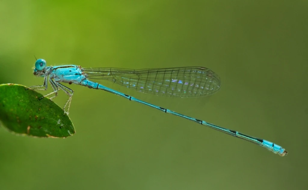MR. BLUE