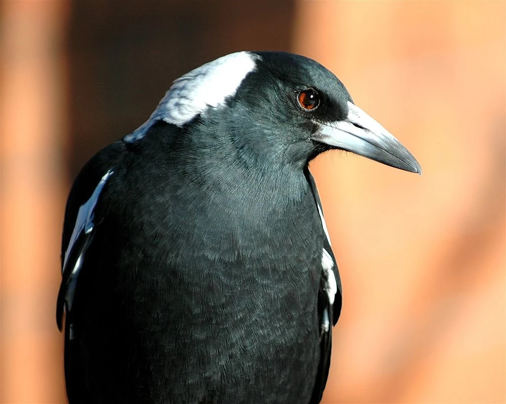Mr. Magpie