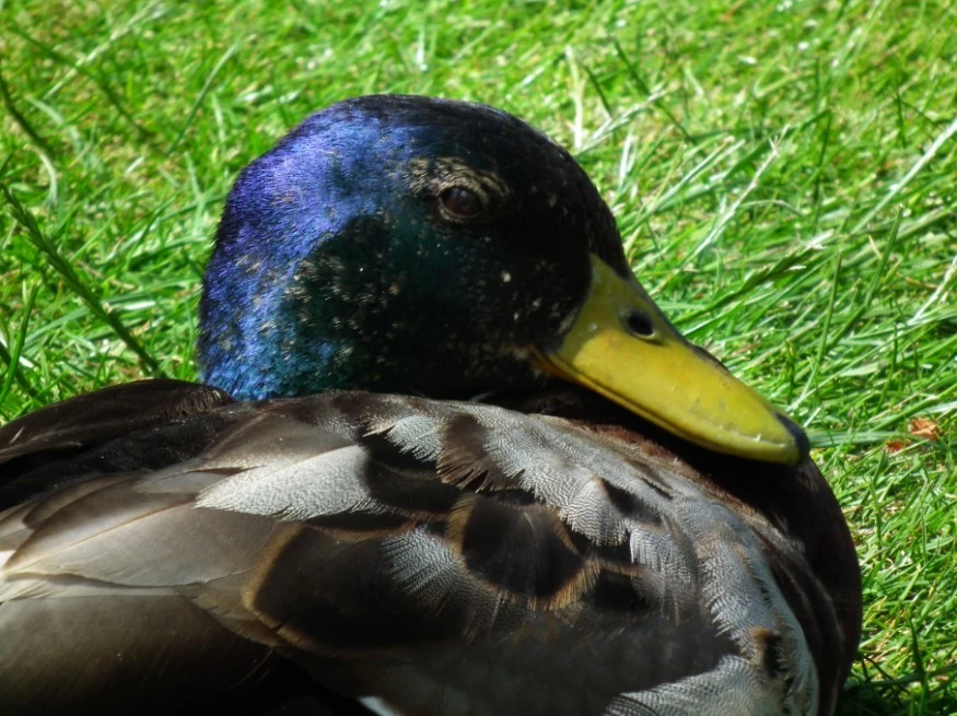 Mr_Duck