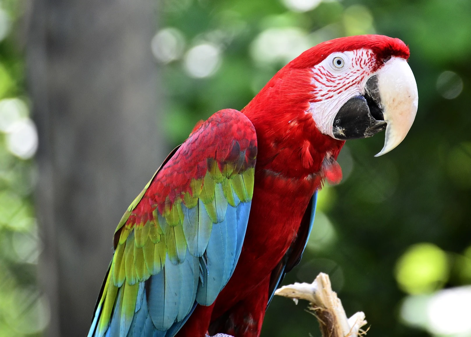 Multi-Colored Parrot