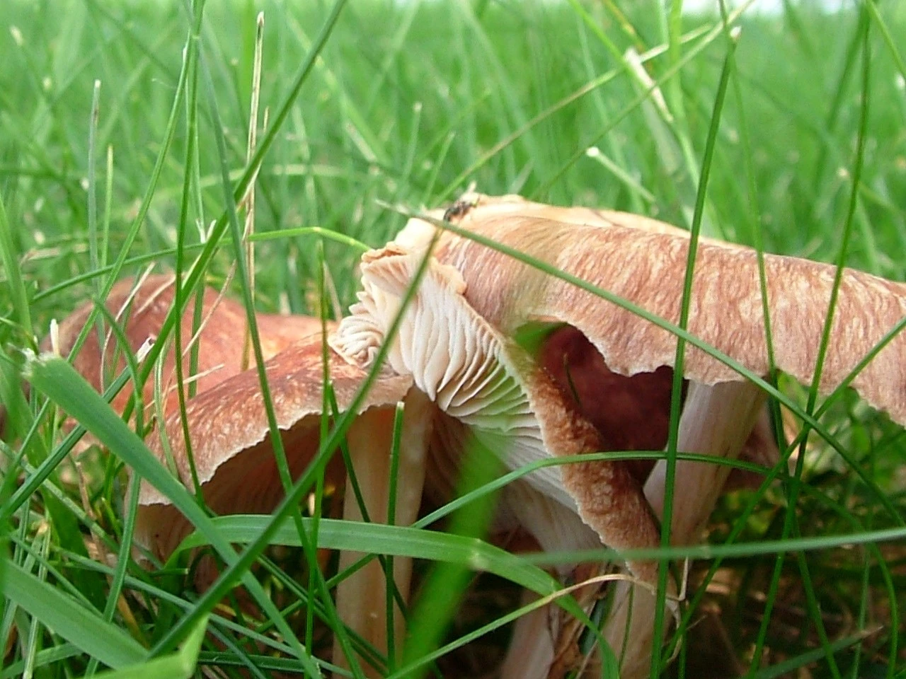 mushroom