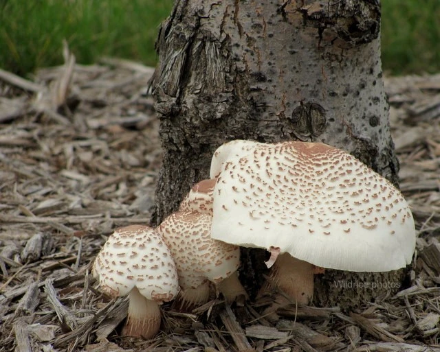 Mushrooms
