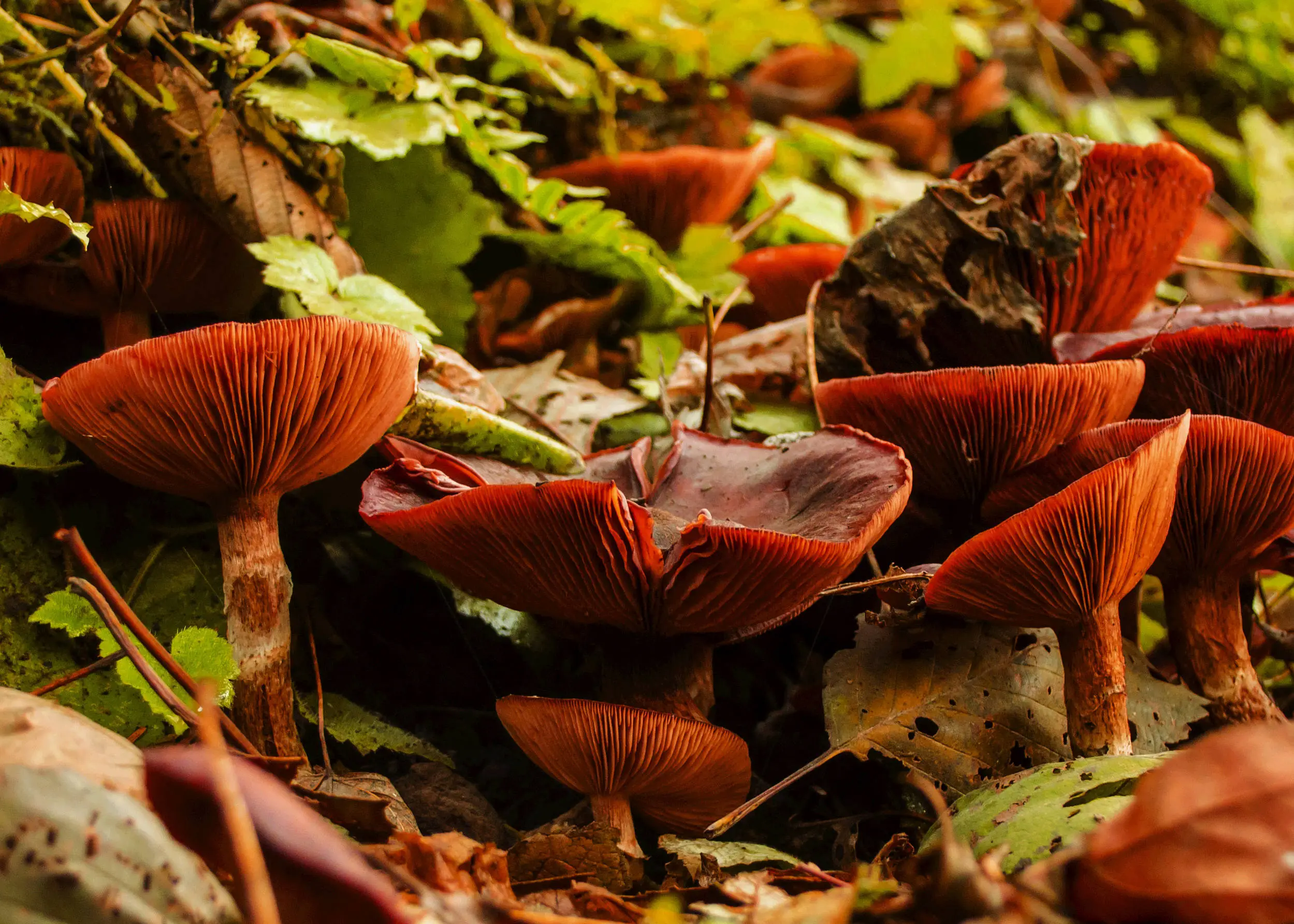 Mushrooms