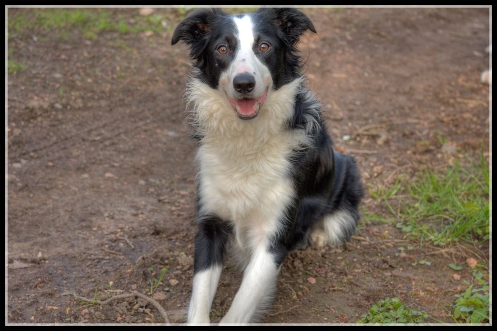 My Border Collie