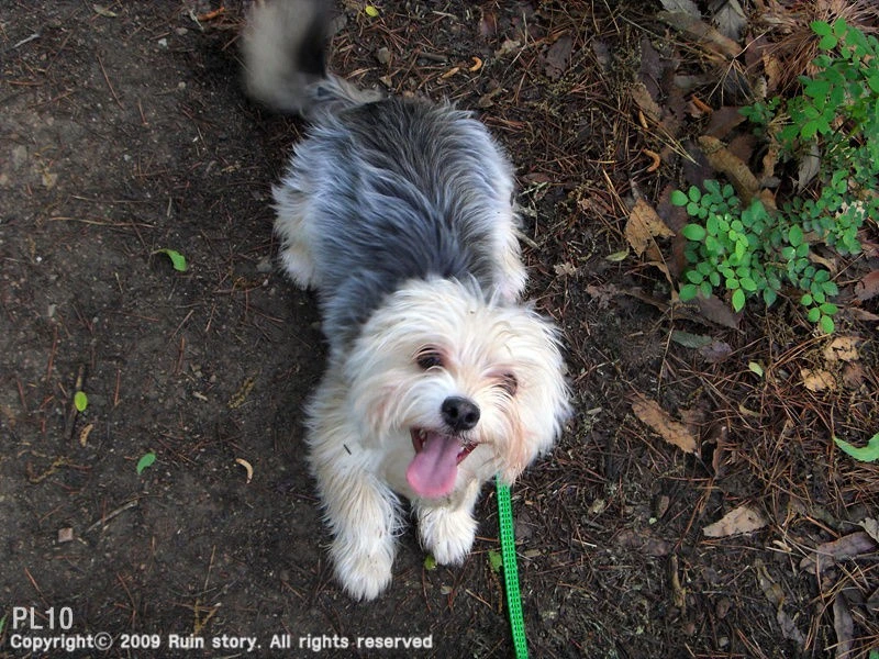 My dog-01