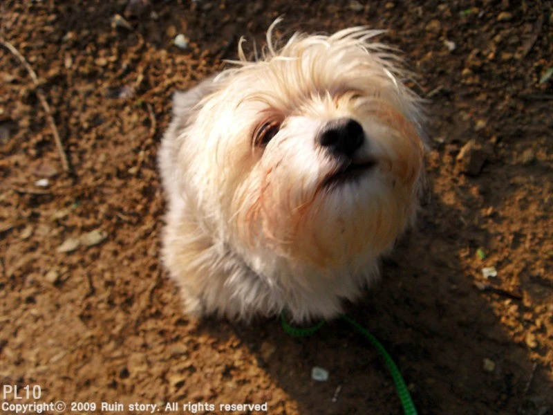 My dog-02