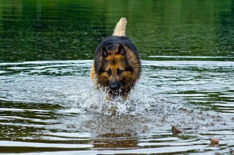 My GSD Bear