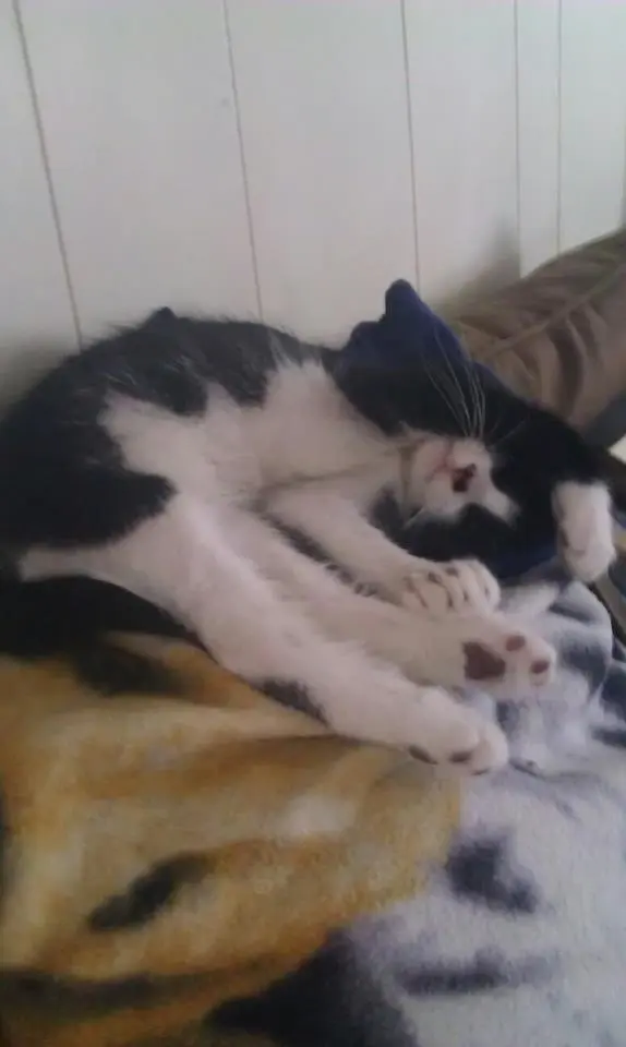 my late cat, mittens <3 r.i.p